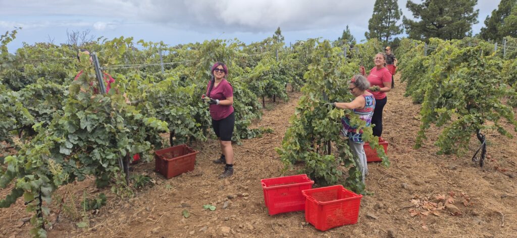 Finaliza la vendimia 2026 en Bodegas Carlos Fernández – Viña Etna