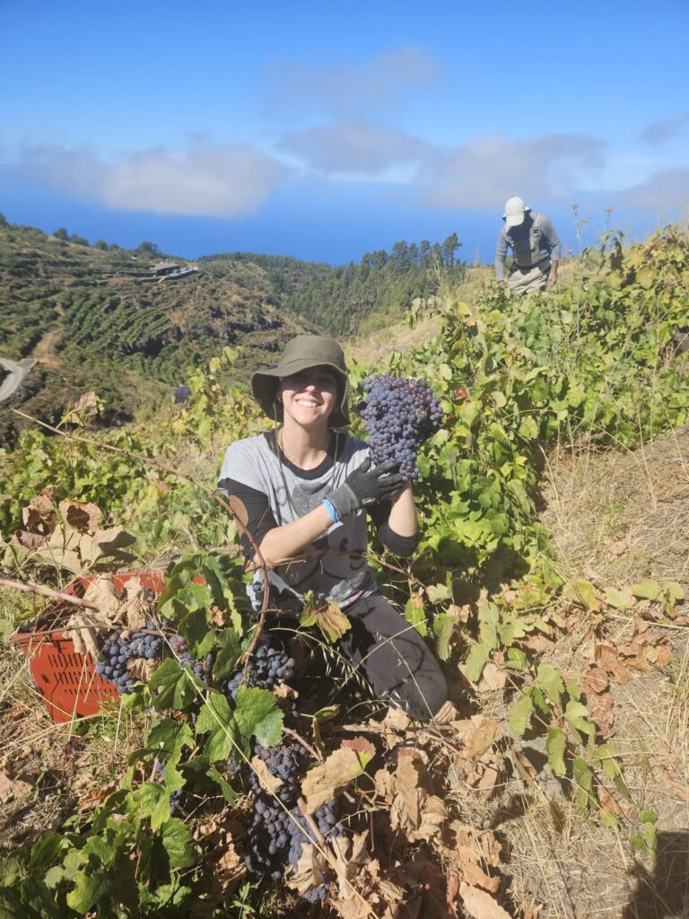 Finaliza la vendimia 2026 en Bodegas Carlos Fernández – Viña Etna